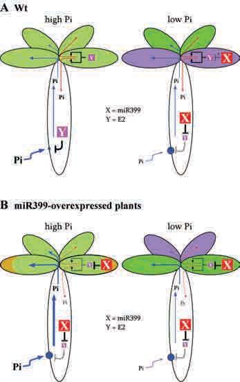 Figure 10. Working Hypotheses for the Regulation of Pi Homeostasis by mir399 and E2 in Wild-type (A) and mir399-overexpressing (B) Plants.