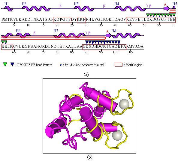 Remote protein homology detection and motif extraction using profile kernels 17 Fig. 5. Motif regions on the shark parvalbumin protein, from the EF-hand calcium-binding protein superfamily.