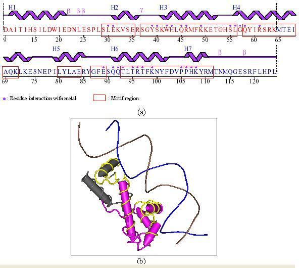 Remote protein homology detection and motif extraction using profile kernels 19 Fig. 7. Motif regions on the E. Coli MarA protein, from the Homeodomain-like protein superfamily.