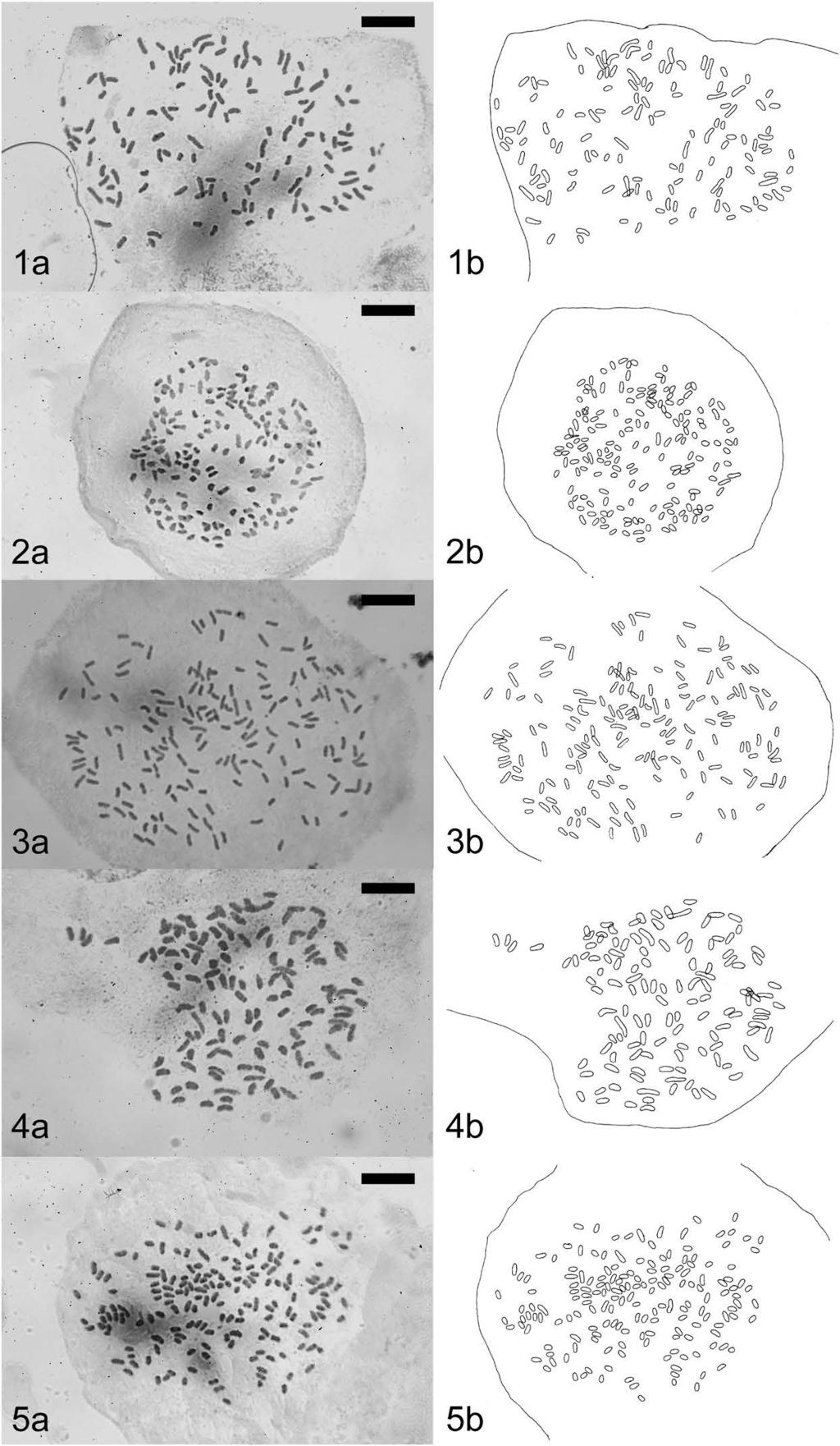 Chromosome Numbers of 18 Ferns in Japan 29 Figs. 1 5. Mitotic metaphase chromosomes. (a) microphotographs and (b) explanatory illustrations. Scale bars 10 μm. 1. Plagiogyria koidzumii (2n 130).