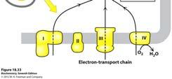 to wire Proton gradient across mitochondrial membrane