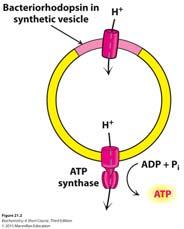 Exposure to light generates ATP only with intact membrane