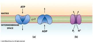 Active Transport of ATP ATP must go out, ADP and P i must go in Together, use significant protonmotive force NADH of