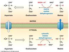 (muscle) Costs 1 ATP worth of proton gradients, but allows for transport against NADH gradient NADH into Matrix Glycerol 3