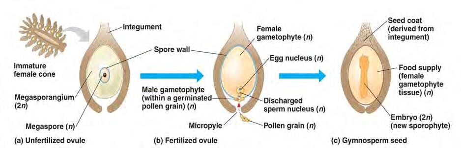 Ovule to seed: Integument à seed coat (2n, old sporophyte) Megasporangium à much reduced Zygote à embryo (2n, new sporophyte) Female