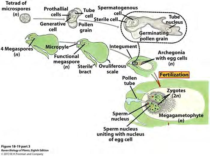 The megasporangium (nucellus) produces a megasporocyte that undergoes meiosis.