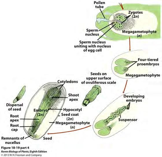 Development of seeds from fertilized ovules