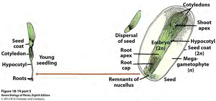 gametes to the ovule In the seed, the embryo