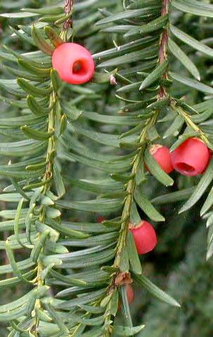 Taxaceae: Yews shrubs or trees dark, linear, pointed leaves single seeds with a freshy covering