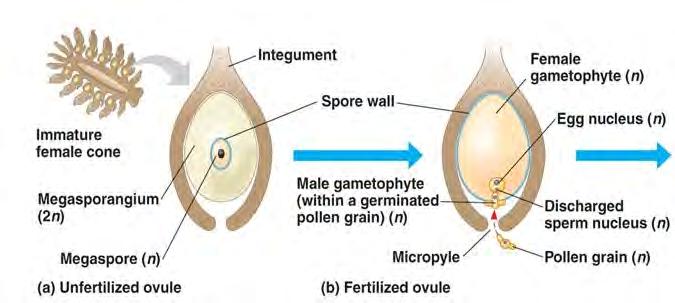 tissue and produces the megaspore mother cell (= megasporocyte) that undergoes meiosis Integument (2n) Megaspore (n) (2n) Megaspore: product of meiosis and it gives rise