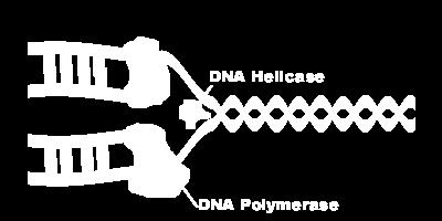 The original DNA