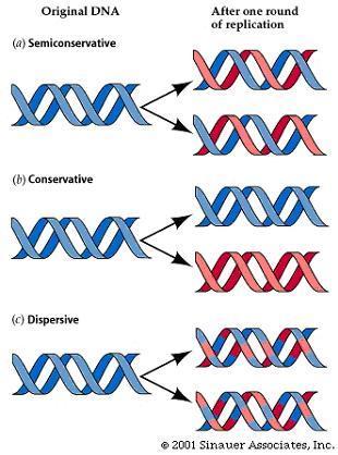 Semi-conservative Replication Each DNA Molecule contains