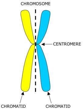 Chromatid: Each DNA molecule in the chromosome therefore, each replicated chromosome has 2 chromatids.