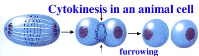 Cytokinesis- division of cytoplasm Cytoplasm divides into 2 cells Animal cells: Cell membrane pinches in