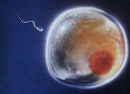Sex cells (sperm and egg) Only have one of each chromosome (either the mom s or the