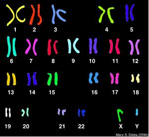 Chromosomes Humans have 46 chromosomes 23