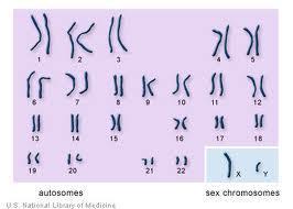 Two Types of Chromosomes: 1.