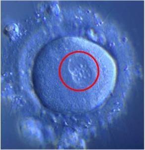The egg nucleus has 23 chromosomes from Mom.