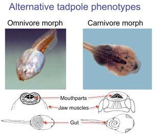 Tadpoles can be omnivores or carnivores.