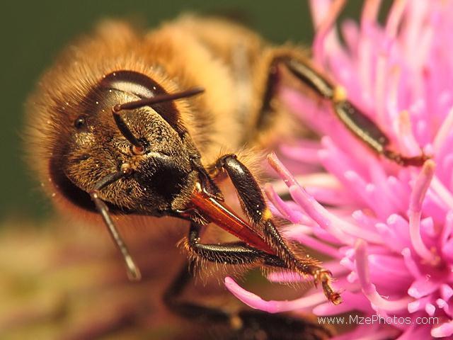 Example -- nectar foraging in bees Darwin: Suppose a new flower appears in the environment, which has a corolla that is longer than the average tongue length of the local bees.