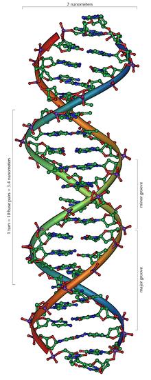 DNA DNA = Deoxy-ribonucleic acid Unit: nucleotide Sugar ring with a