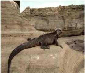 Galapagos Islands Iguanas on the islands had large claws to