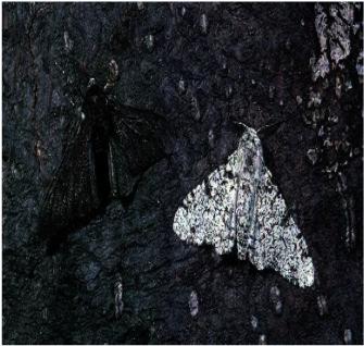 Pepper Moths -Known as Industrial Melanism a. Dark moths were once rare b.