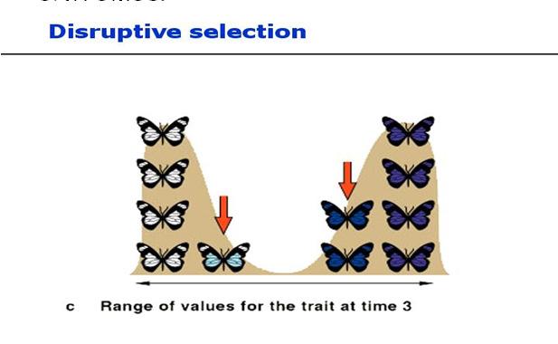 B. Disruptive selection