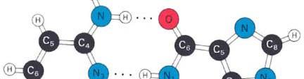 Hydrogen-Bonding s Role in DNA Structure Table of Force Energies Type of Force Energy
