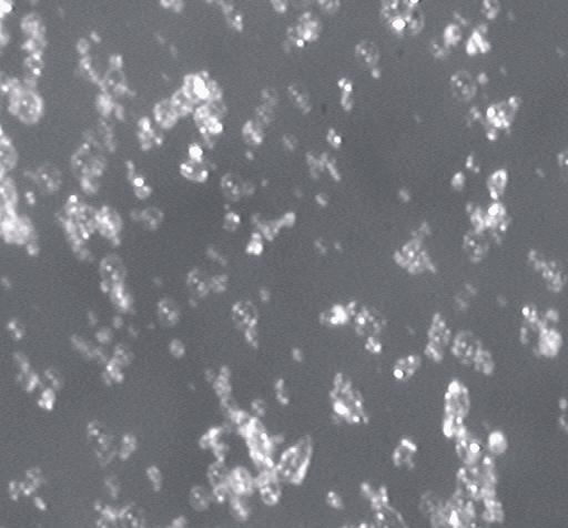 Distribution of adhered particles in a paper