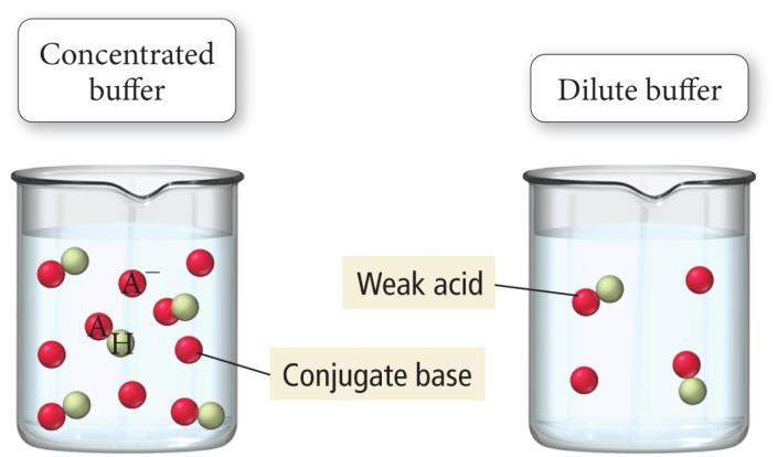16.3 Buffer Capacity The buffer capacity is the amount of acid or base the buffer can neutralize before there is a significant change in ph.