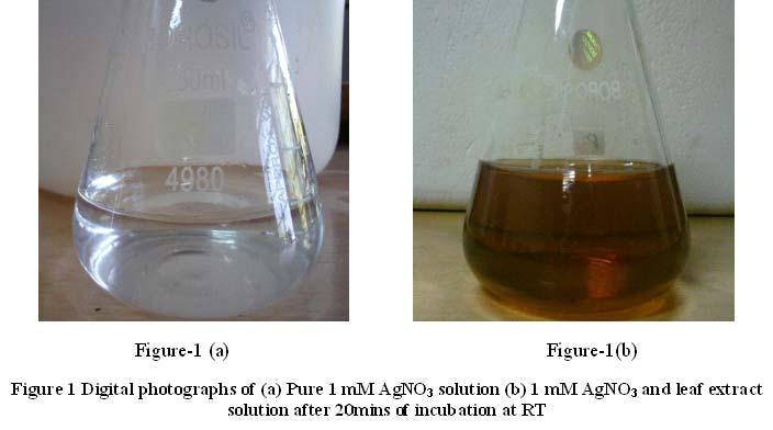 RESULTS AND DISCUSSION As the Vinca roseus aqueous leaf extract was added to the silver nitrate solution and incubated the mixture color was changed rapidly from the transparent color to brown