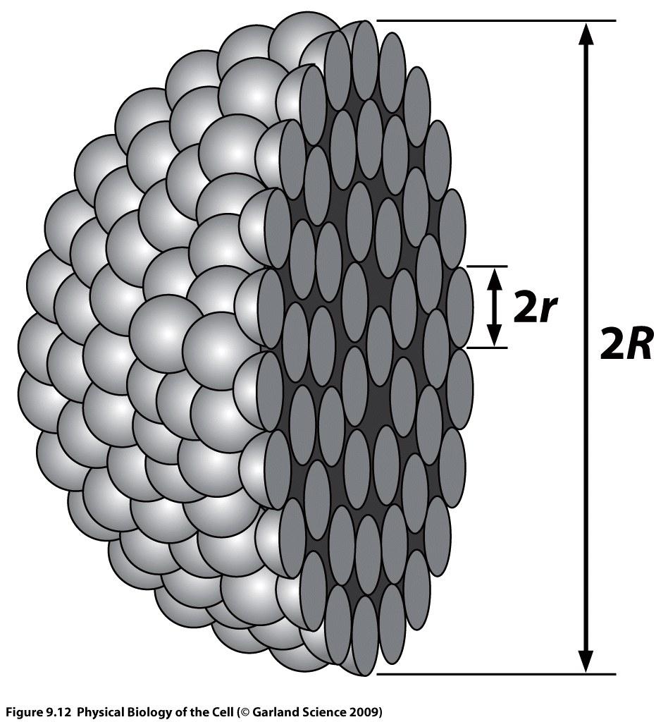 A simple globular protein = a ball of radius R made of amino acids: small beads with radii r - all hydrophobic residues: inside the ball - all polar (hydrophilic) residues: on the surface - each of