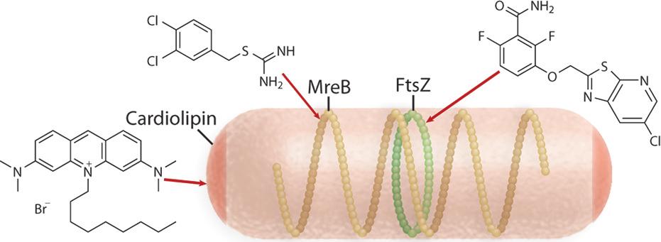 pubs.acs.org/biochemistry Chemical Biological Studies of Subcellular Organization in Bacteria Marie H. Foss, Ye-Jin Eun, and Douglas B.
