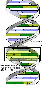 CHARACTERISTICS OF LIFE 1. composed of cells either uni/multi 2. reproduce sexual and/or asexual 3. contain DNA in cells 4. grow and develop 5.