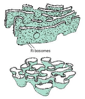 Free ribosomes synthesize soluble proteins that function in the cytosol or other organelles.