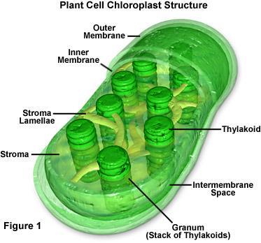 toxic substances Chloroplast Site of photosynthesis - transforming sunlight energy directly