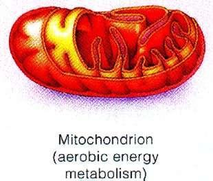 Mitochondria NOT found in animal or fungi cells Site of aerobic cellular respiration - Uses