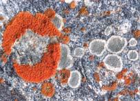 Lichens Symbioses