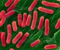 Bacterial Cell Shapes Coccus Staphylococcus aureus Bacillus Escherichia coli