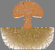 The Fungi Not just mushrooms!