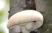 fungi Fruiting bodies