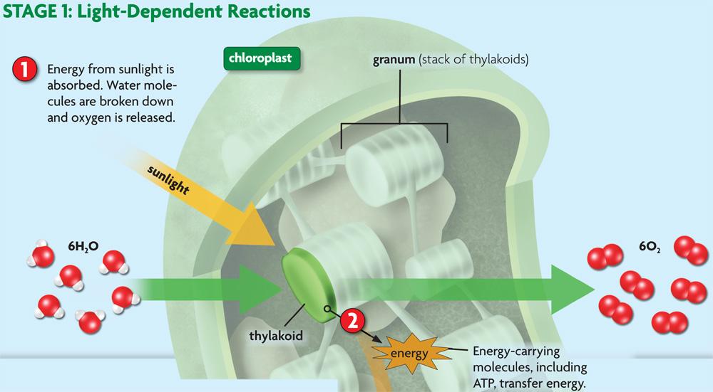 Light Dependent reactions capture energy from sunlight take place in thylakoids of chloroplast water and sunlight are needed 1.