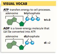 Transfer of Energy to ATP When cells break down food molecules, some of the energy in the molecules is released as heat.