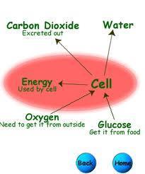 During the 2 nd step of cellular respiration, the smaller molecules made during glycolysis are broken down.