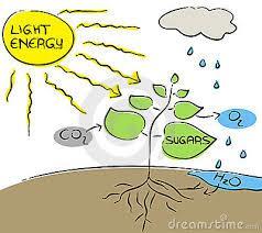 Plants and some unicellular organisms obtain energy from light.