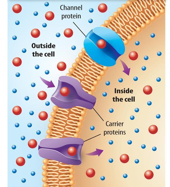 Facilitated diffusion occurs when molecules pass through a cell membrane using special proteins called transport proteins.