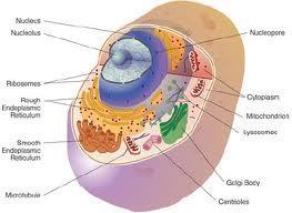 Cell Size and Transport For a cell to survive, its surface area must be large