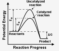 Effect of Catalyst Catalysts affect the rate of reaction, but NOT the equilibrium.