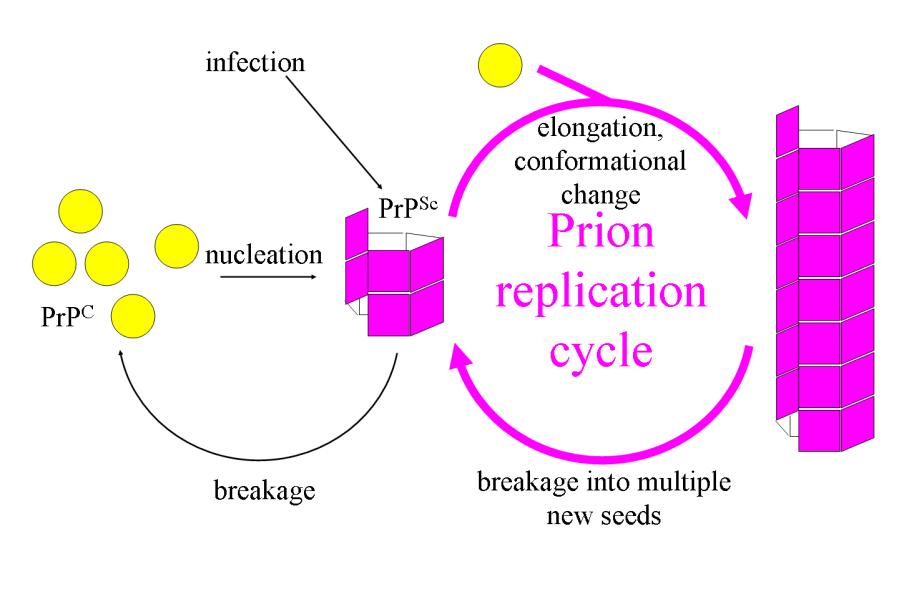 Prions transfer folding state Prions propagate by transmitting mis-folded state.